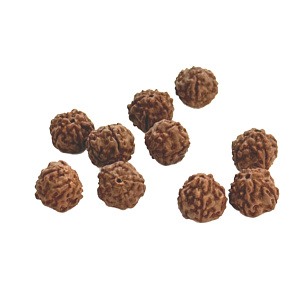 Rudraksha přírodní korálek 10 mm, 10 kusů