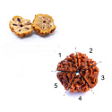 Rudraksha náramek elastický přírodní kámen 9 mm / 16 - 17 cm