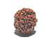 Rudraksha přírodní korálek 18 mm 1 kus