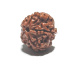 Rudraksha přírodní korálek 18 mm 1 kus