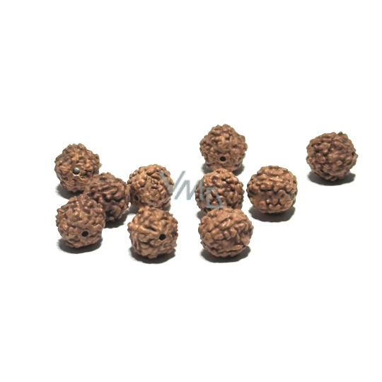Rudraksha přírodní korálek 7 mm, 10 kusů Rudraksha přírodní korálek 7 mm, 10 kusů