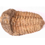 FOSSIL DES TRILOBITEN CALYMENE – Schutz, Ausdauer, Wandel und das Gedächtnis der Erde