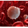 Tvorba bílých krvinek - leukemie