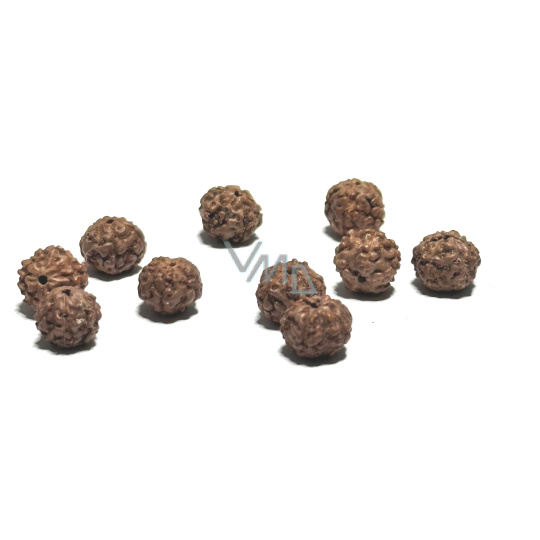 Rudraksha přírodní korálek 9 mm, 10 kusů Rudraksha přírodní korálek 9 mm, 10 kusů